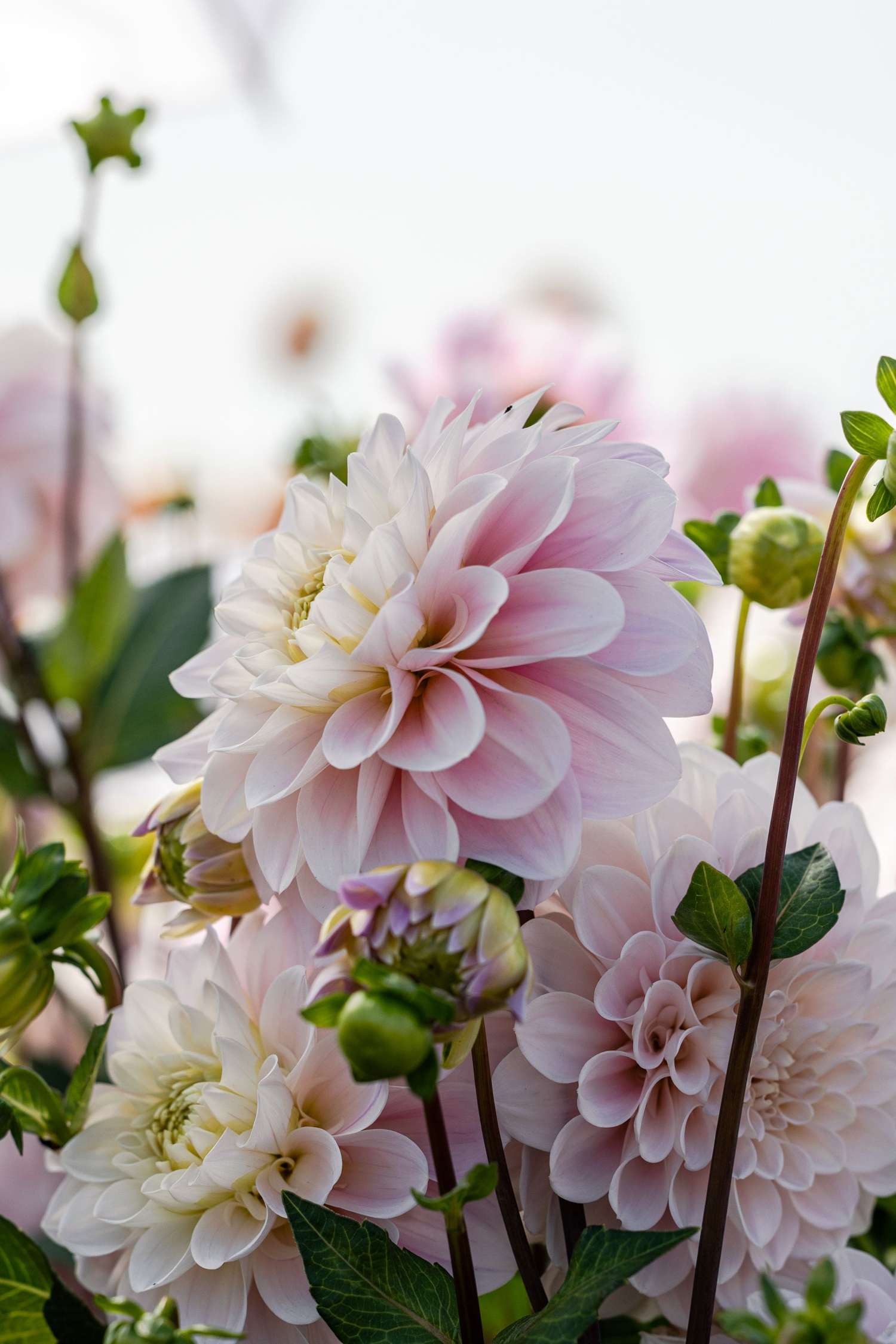 Dahlia 'Sweet Nathalie'